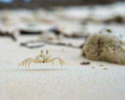 Ghost crab running on the sandy white beach on Mahe island Seychelles photo