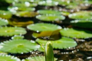 Dark dragonfly on water lily inside the botanical garden, Mahe Seychelles photo