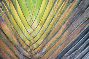 Closeup of the travellers palm tree branches, Mahe Seychelles. photo