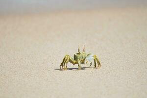 Ghost crab running on the sandy white beach on Mahe island Seychelles photo