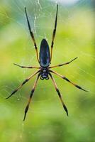 Seychelles palm spider on the web, beautiful black and gold colour, closeup shot, Mahe Seychelles photo