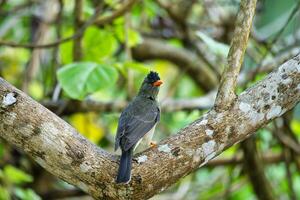 Seychelles bulbul bird on tree brunch in forest, Mahe Seychelles photo