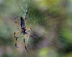 Seychelles palm spider on the web, beautiful black and gold colour, closeup shot, Mahe Seychelles photo