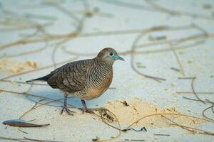 The Barred Ground Dove or Zebra Dove on the white sandy beach looking for food, Mahe Seychelles photo