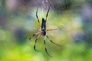 Seychelles palm spider on the web, beautiful black and gold colour, closeup shot, Mahe Seychelles photo