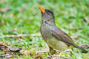 Seychelles endemic bulbul bird eating guava on the ground, Mahe Seychelles photo