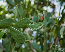 Closeup of cactus plant and its red flowers, Mahe Seychelles photo