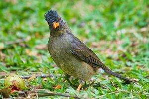 Seychelles endemic bulbul bird eating guava on the ground, Mahe Seychelles photo