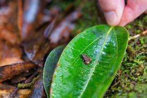 Morn blanc nature trail, Gardiners Seychelles frog is one of the worlds smallest frog species, hidden within the lush forest, Mahe Seychelles. photo