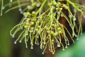 Morn blanc nature trail, Seeds of palm tree with water droplets, Mahe Seychelles photo