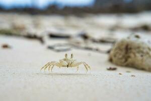 fantasma cangrejo corriendo en el arenoso blanco playa en mahe isla seychelles foto