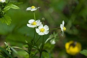 white small wild strawberry flower growing in the green forest among the leaves in natural habitat photo