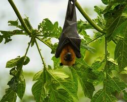 Seychelles fruit bat hanging on papaya branch, Mahe Seychelles photo