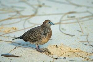 The Barred Ground Dove or Zebra Dove on the white sandy beach looking for food, Mahe Seychelles photo