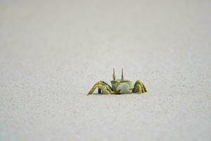 Ghost crab running on the sandy white beach on Mahe island Seychelles photo