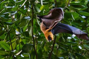 Seychelels fruit bat flying from the tree, Mahe Seychelles photo