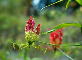 closeup of flame lily inside the botanical garden, Mahe Seychelles photo