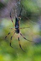 Seychelles palm spider on the web, beautiful black and gold colour, closeup shot, Mahe Seychelles photo