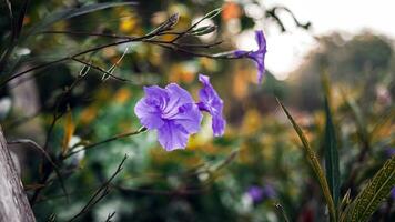 púrpura ruellia tuberosa flor hermosa flor en flor fondo de hoja verde. la primavera crece flores moradas y la naturaleza cobra vida foto