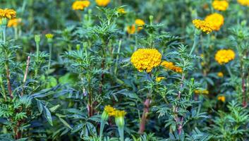 Marigold flowers in a field on a day without the sun agricultural field with blooming yellow marigoldflowers in the countryside photo