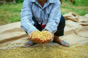 arrozal semillas en el manos de agricultores después cosecha en Asia. dorado amarillo arrozal en mano foto