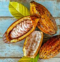 Cut in half ripe cacao pods or yellow cacao fruit Harvest cocoa seeds on a wooden tabl photo
