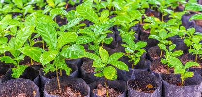 plántulas de pequeño café arboles en el guardería a preparar para plantando foto