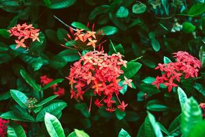 rojo aguja rey de las flores ixora floreciente ixora chinensisrubiaceae flor, ixora flor, ixora coccinea antecedentes foto