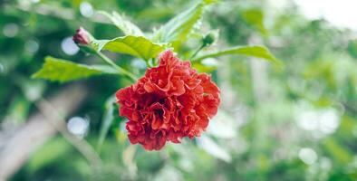 híbrido de hibisco rojo, una flor de zapato es un hermoso fondo de hoja verde flor floreciente. la primavera crece flores rosas chinas rojas y la naturaleza cobra vida foto