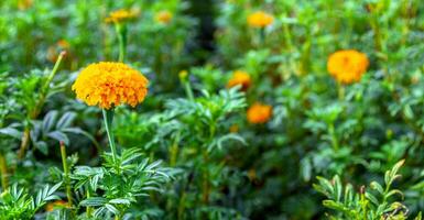 Marigold flowers in a field on a day without the sun agricultural field with blooming yellow marigoldflowers in the countryside photo