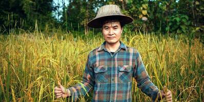 contento asiático hombre granjero cosecha arroz en marco, un joven granjero en pie en un arrozal campo examinando cultivos a puesta de sol. foto