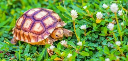 cerca arriba de sulcata tortuga o africano estimulado tortuga clasificado como un grande tortuga en naturaleza, hermosa bebé africano estimular tortugas foto