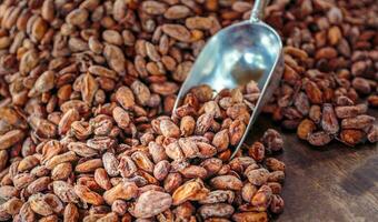 Aromatic brown Cocoa beans and cocoa seed on the cocoa concept with raw materials of Chocolat as background photo