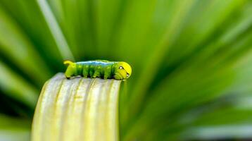 brillante verde mariposa oruga con grande ojos.los grande verde oruga en naturaleza foto