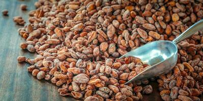 Close-up of Dried  brown cocoa bean background Aromatic brown Cocoa beans and cocoa seed  concept with raw materials of Chocolat photo