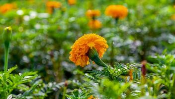 Marigold flowers in a field on a day without the sun agricultural field with blooming yellow marigoldflowers in the countryside photo