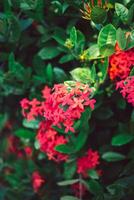 rojo aguja rey de las flores ixora floreciente ixora chinensis rubiaceae flor, ixora flor, ixora coccinea antecedentes foto