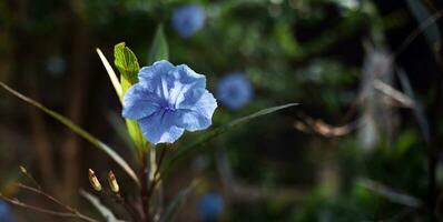 Blue Ruellia tuberosa flower beautiful blooming flower green leaf background. Spring growing blue flowers and nature comes alive photo