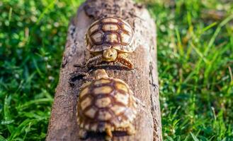 cerca arriba de dos sulcata tortuga o africano estimulado tortuga clasificado como un grande tortuga en naturaleza, parte superior ver de Pareja hermosa bebé africano estimular tortugas en un grande Iniciar sesión foto