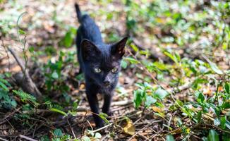 A cute black native Thai kitten walks on grass outdoors in the park in the sunlight morning. photo