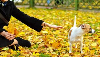 una mujer le tiende una mano de amistad a un perro que mira hacia otro lado. foto