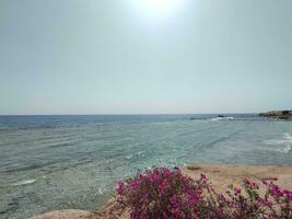 Red sea in Egypt natural background photo