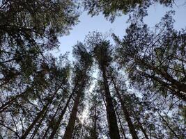 Forest silhouette background. Nature and sun beams photo