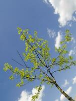 Summer tree in the sun rays photo