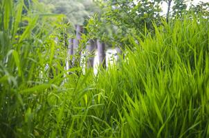 Green grass natural background photo