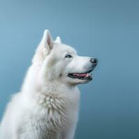 retrato de un blanco Samoyedo perro en un azul antecedentes. ai generativo foto