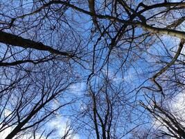 Winter forest trees background, trees' branches without leaves and blue sky photo