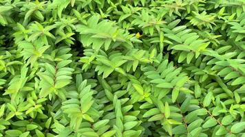 verde planta hojas en el jardín en primavera, 4k vídeo video