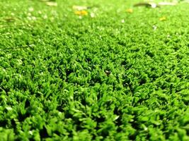 Green grass background close view photo