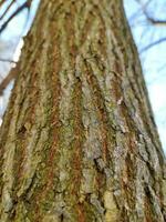 Bark pattern close view, natural forest background photo